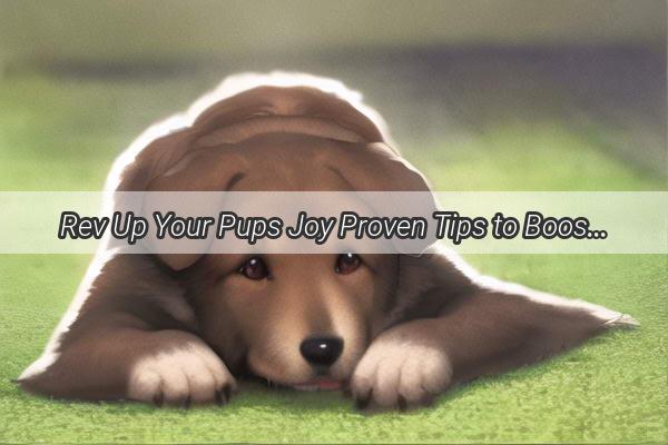 Rev Up Your Pups Joy Proven Tips to Boost Your Dogs Excitement